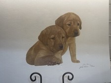 John weiss golden for sale  Fairplay