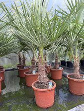 Trachycarpus fortunei fan for sale  KING'S LYNN