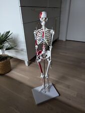 Skelett anatomie gebraucht gebraucht kaufen  München