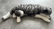 Plüsch husky hund gebraucht kaufen  Poppenricht