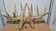 Massive 182 whitetail for sale  Florence