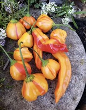 Tangerine tiger hot for sale  Lawrenceburg