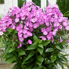 Phlox famous light for sale  UK