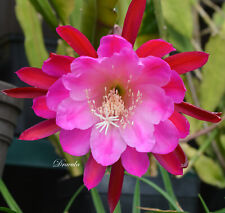 Blattkaktus epiphyllum dracula gebraucht kaufen  Deutschland