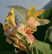 Canna tenerife plug for sale  BECCLES