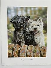 Cairn westie patterdale for sale  HELENSBURGH