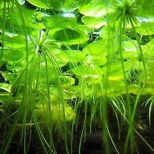 Amazon frogbit live for sale  LONDON