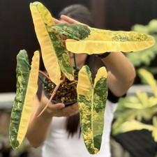 Philodendron billietiae varieg for sale  San Jose