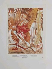 Seaweed plants print for sale  BIRKENHEAD