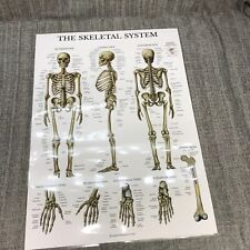 Muscular system anatomical for sale  Cypress
