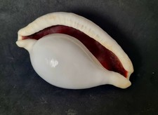 Coquillage cypraea 10cm d'occasion  Dieppe