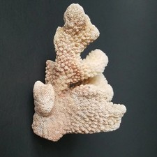 Natural real coral for sale  Walnut Creek