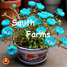 Seeds blue portulaca for sale  Spring City