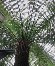 Dicksonia antartica soft for sale  San Francisco