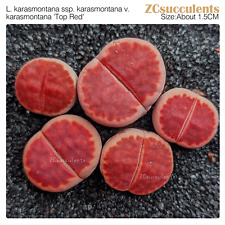 Lithops karasmontana top for sale  TUNBRIDGE WELLS