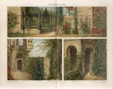 PLANTAS DE ESCALADA DE JARDIM 1895 FLORES ROSAS LÚPULO JAPONÊS GLICÍNIAS CHINESAS Estampa comprar usado  Enviando para Brazil