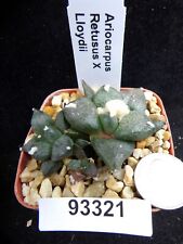 Ariocarpus retusus lloydii for sale  Lakeport