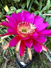 Ibrido trichocereus ka2019.216 usato  Spedire a Italy