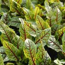 Red veined sorrel for sale  Tarpon Springs