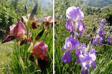 Rhizomes iris florence d'occasion  Dieulefit