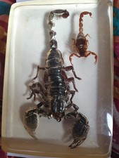 Grosse résine scorpions d'occasion  Saint-Dié-des-Vosges