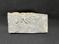 Crinoid stunning taxocrinus for sale  Mooresville