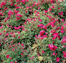 Graines rosier rosier d'occasion  Paris II