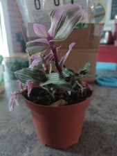 Price reduced..tall pink for sale  West Warwick