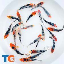Tri color koi for sale  Martinsville