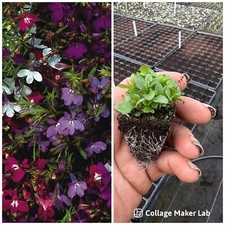 Lobelia large plant for sale  WOODBRIDGE