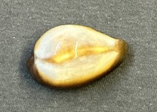 Cypraea onyx 38.6mm for sale  Niceville