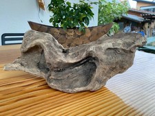 Einzigartige treibholz wurzel gebraucht kaufen  Rheinmünster