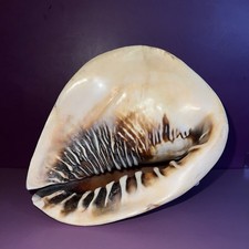Large beautiful king for sale  Charleston
