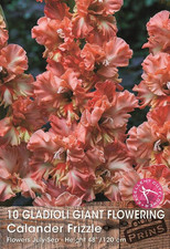 Large gladioli calander for sale  UK