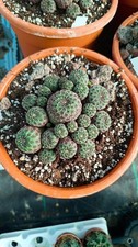 Sulcorebutia rauschii succulen usato  Floridia