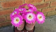 Fascinating rare cactus for sale  WESTON-SUPER-MARE