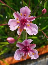 Flowering rush butomus for sale  BUCKFASTLEIGH