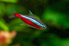 Cardinal tetras striking for sale  Miami