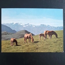 Cartolina cavallo cartolina usato  Spedire a Italy