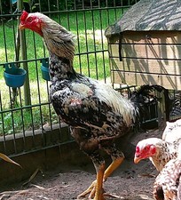 Eier indio gigante gebraucht kaufen  Duisburg