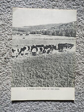 Prime dairy herd for sale  STAFFORD
