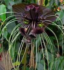 FLOR MURCIELAGO NEGRA tacca chantrieri 10 semillas -  seeds, usado comprar usado  Enviando para Brazil
