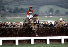 Little owl 1981 for sale  LEEDS