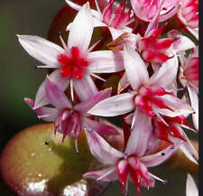 Crassula ovata albero usato  Napoli