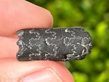 Texas fossil baculites for sale  Coppell