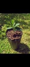 Laurus nobilis bay for sale  Sacramento