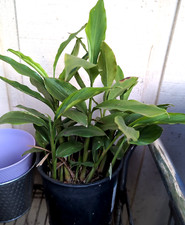 Cardamon plant large for sale  Redlands