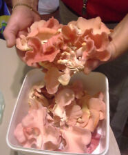 Pink oyster mushroom for sale  USA
