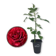 plants bushes for sale plants bushes for sale USA