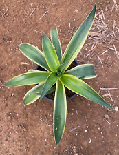 Agave desmettiana variegata usato  Menfi